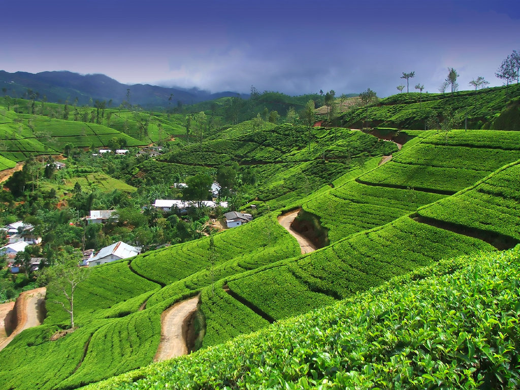 ceylon tea plantation sri lanka the family travel hub