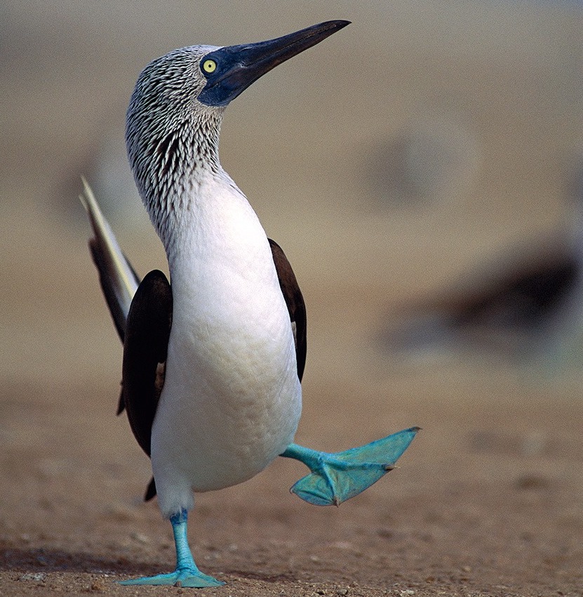 Galapagos Islands Eucador Amie OShaughnessy Travel with Kids Holidays with children By the Sea with three