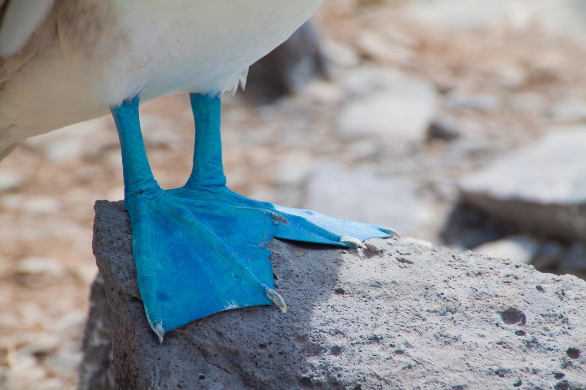 Galapagos Islands Eucador Amie OShaughnessy Travel with Kids Holidays with children By the Sea with three