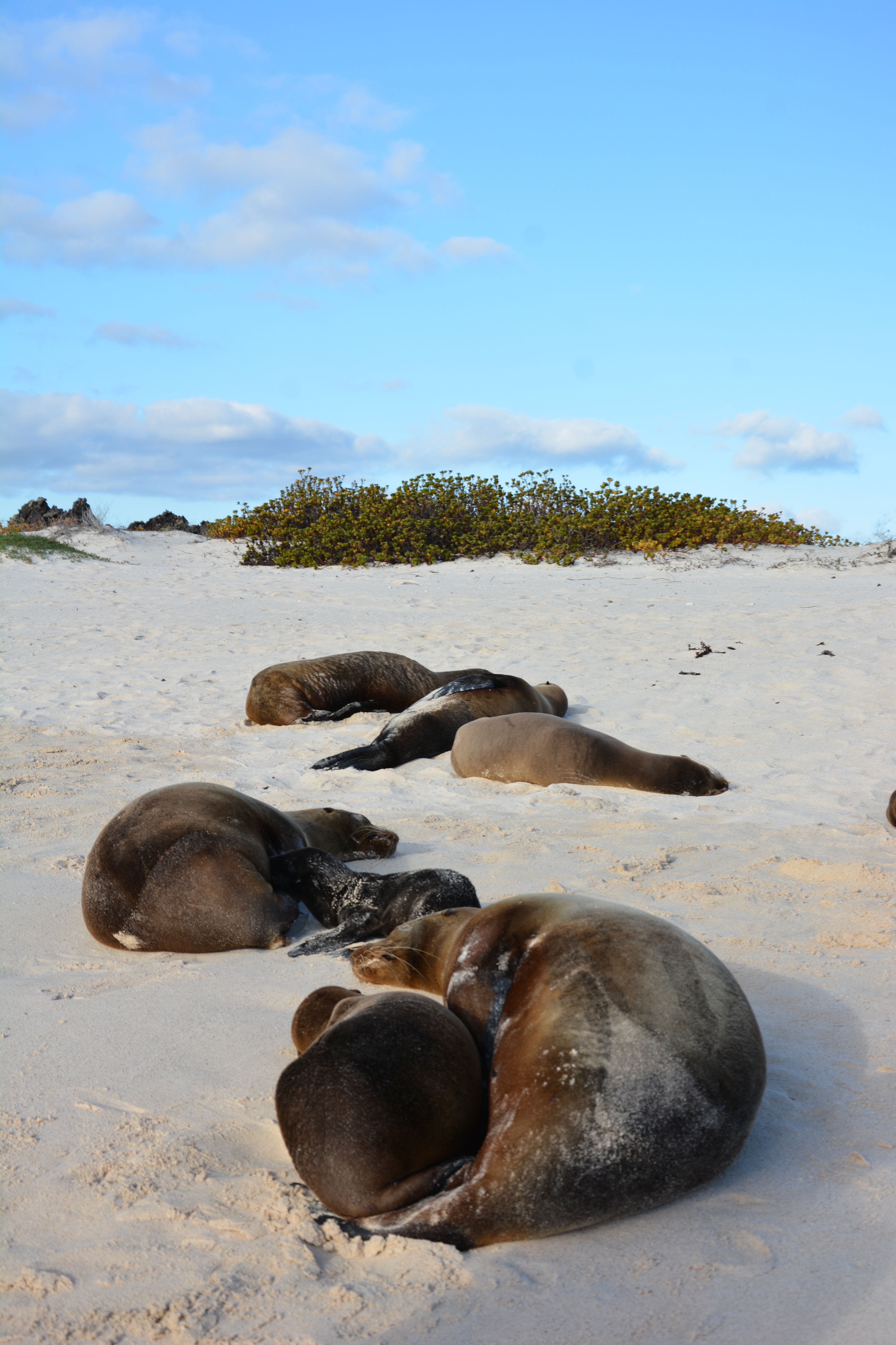 by the sea with three the galapagos eucador south america travel with children kids