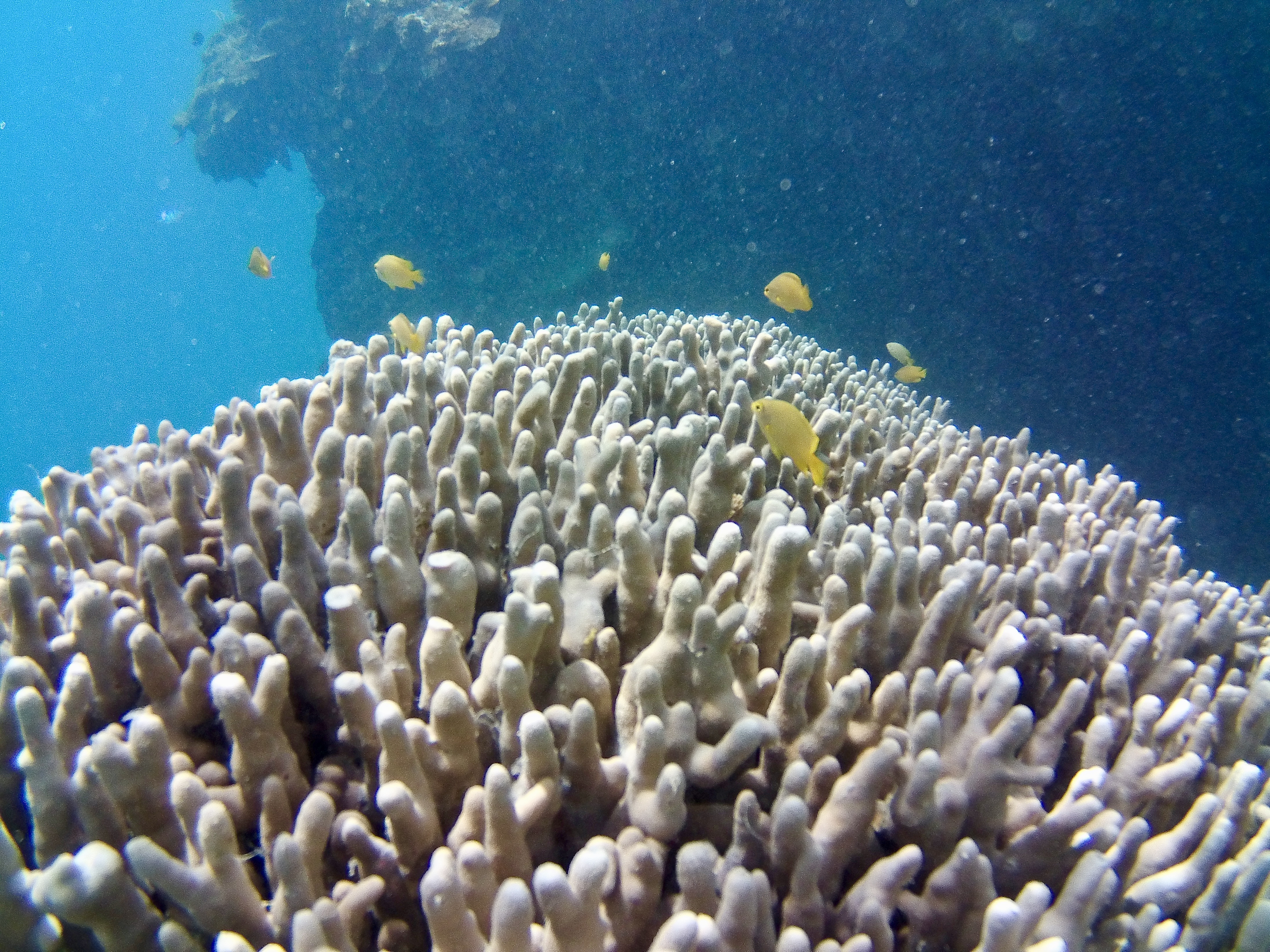 great barrier reef by the sea with three fish family travel queensland hamilton island whitsundays cruise whitsundays